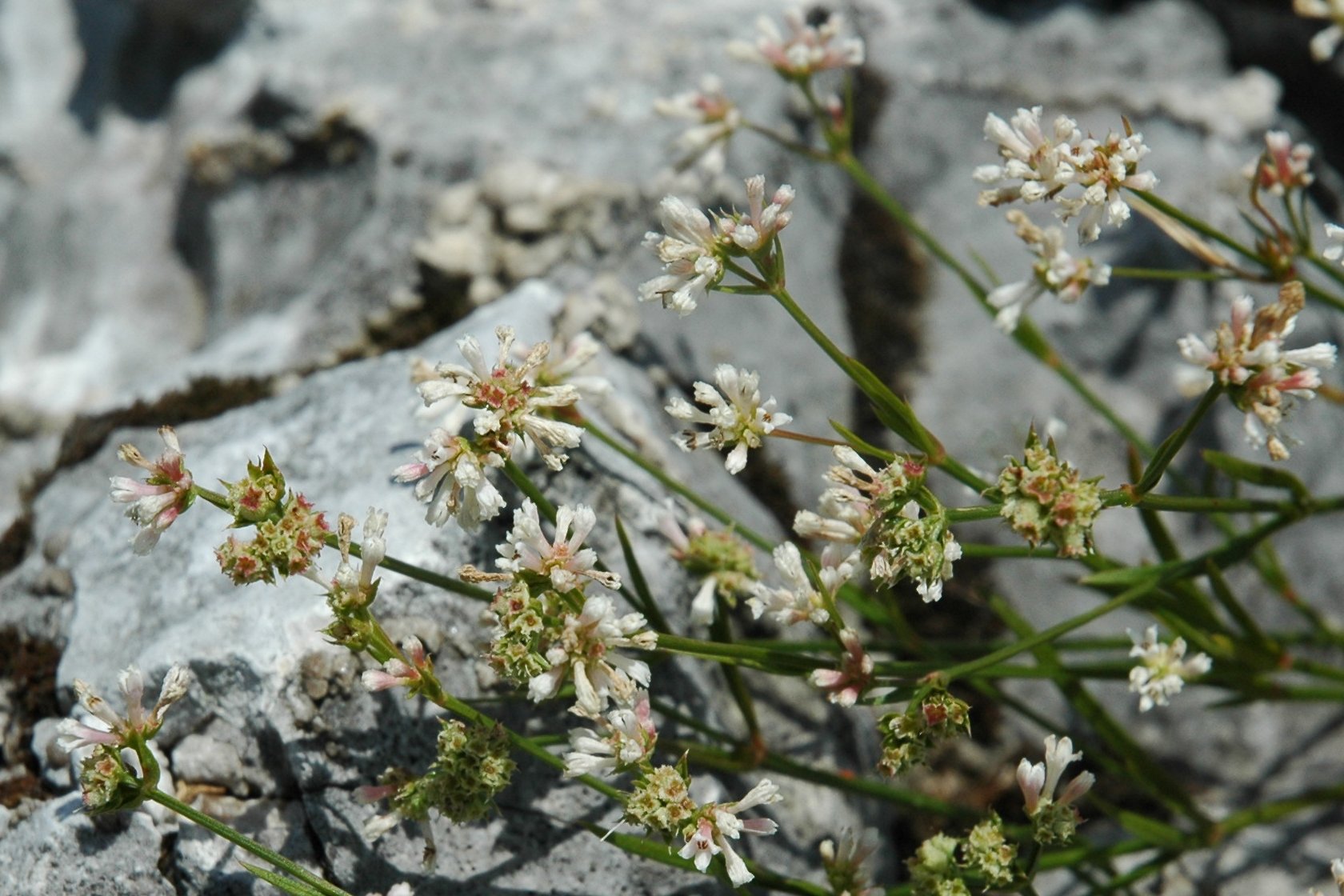 Asperula cynanchica / Stellina comune